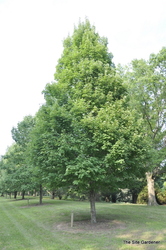 Acer rubrum 'Karpick' — photo 5